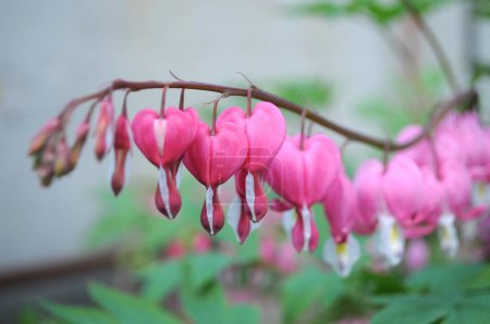 Photo for Dicentra spectabilis - The popular garden plant has original pink heart-shaped flowers - Royalty Free Image