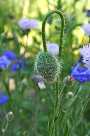cabeza de amapola sin abrir, brote sin abrir de una planta, jardín, macizo de flores, vegetación, flores azules