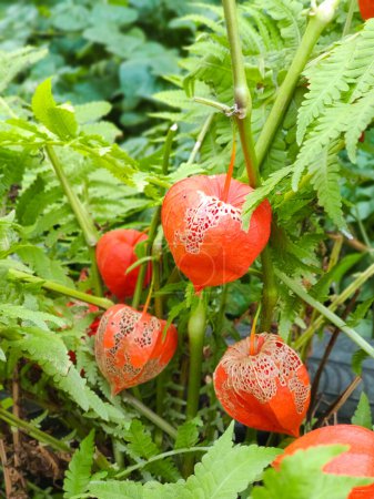 red physalis grows in a green garden or forest
