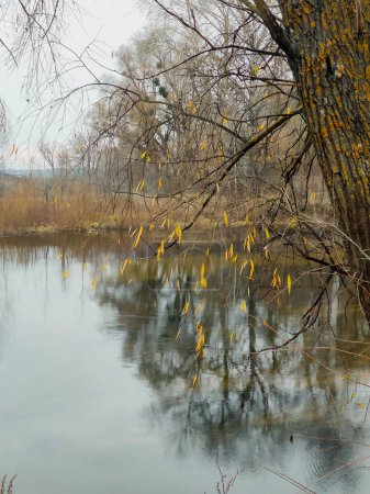 Foto de Otoño paisaje, árbol solitario, inclinado cerca del agua, lago, cielo gris, - Imagen libre de derechos