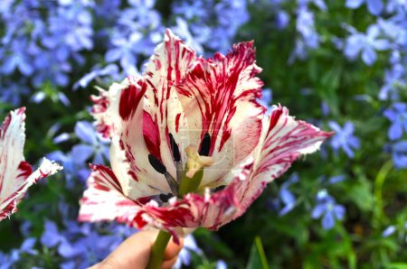 Frottee weiße und rote Tulpe aus nächster Nähe, Makro, Garten, Blume, Blüte,