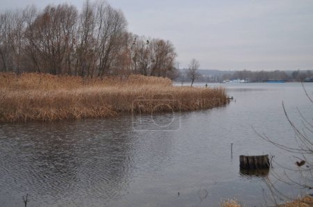 Foto de Tiempo frío, lago, grises, lluvioso, cañas cerca de las aguas - Imagen libre de derechos