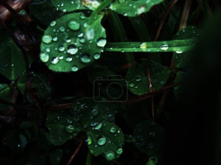 dark clover in dew, wallpaper with Irish clover after rain, water drops, four-leaf clover