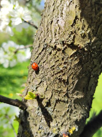 A small red insect, a ladybug, is crawling on the bark of a tree. tree trunk, sunny weather, spring, flowering garden