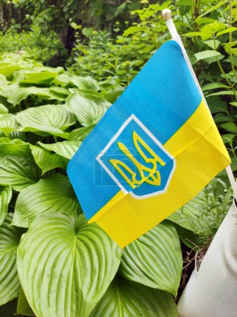 Flagge der Ukraine, gelb-blaue Flagge des Landes, Wappen der Ukraine, vor grünem Laub. Symbol