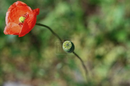 Photo for Two poppy flower plants growing in the garden. Green grass in the blurred background. Blooming poppy flower and green seed pod.  Copy Space. Side view. Selective focus. Bokeh effect. - Royalty Free Image