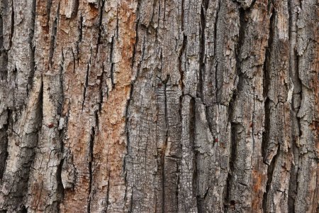 Photo for Closeup of an old tree bark. The rough skin of an old tree. Natural wood background. Wooden texture. - Royalty Free Image