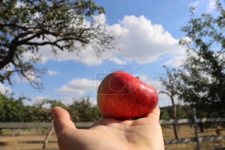Die Frau streckt ihre Hand aus und hält einen roten reifen süßen Apfel auf ihrer Handfläche. Die schöne Landschaft mit einem Apfelbaumgarten, blauem Himmel und weißen Wolken auf dem verschwommenen Hintergrund.