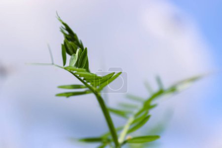 Photo for Closeup of the growing sweet pea leaves. Blue cloudy sky background. Spring Vetch plant on a wild meadow. Low angle view.  Copy space. Selective focus. - Royalty Free Image