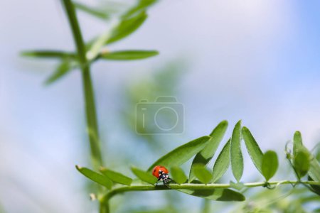 Ladybird on a sweet pea leaves. Blue cloudy sky background. Ladybug life. Spring Vetch plant on a wild meadow. Low angle view.  Copy space. Selective focus.