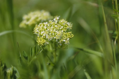 Großaufnahme der weißen Blüten der Kresse Lepidium draba. Blühende Pfeilkresse im Frühling