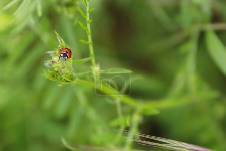 Ladybird on a fresh green leaves. Green background. Ladybug life in a wild meadow environment. Low angle view. Bokeh. Selective focus.