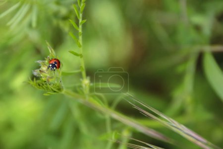 Ladybird on a fresh green leaves. Green background. Ladybug life in a wild meadow environment. Low angle view. Bokeh. Selective focus.