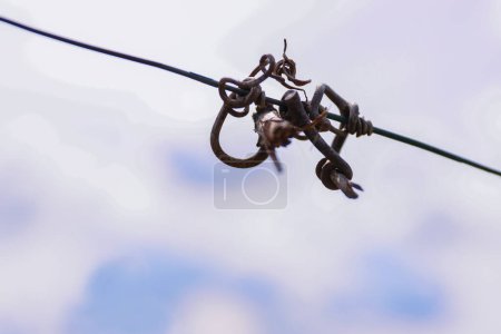 Closeup of cut vines crook on the guide wire in the vineyard in the autumn. Vine tendril. Tendril detail on the wire. Space for text. Blue cloudy sky background. Copy space. Selective focus