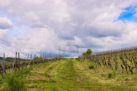 Vista panorámica de la carretera que sube entre los rayos del viñedo en el campo de uva. Cielo nublado. Wurzburg, Franconia, Alemania. Fondo, fondo de pantalla