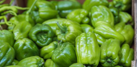 Pile of Sweet green green peppers at the street food market. Green paprika background. Fresh vegetables at the farmer store. Selective focus.