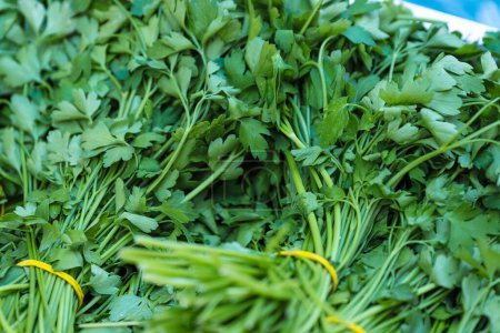 Photo for Close-up of bunches of green celery in a street food market. Sale of fresh herbs. Bunches of organic parsley tied with an elastic band. Fresh herbs on display at grocery store. Selective focus. - Royalty Free Image