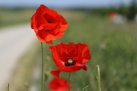 Photo for Close up of the red wild poppy flowers in the green wheat field. Poppy stamens and pistil. Blue clean sky on a hot windy summer sunny day. Copy space Side view. Selective focus. Blurred background. - Royalty Free Image