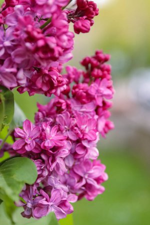 Photo for Lilac bush with big flowers. Lilac branch bloom. Bright blooms of spring lilacs bush. Spring pink lilac flowers close-up on blurred background. Side view. Copy space. Selective focus - Royalty Free Image