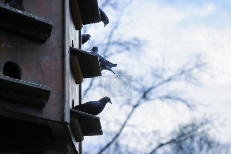 Dovecote en el Parque de Wurzburg, Baviera, Alemania. Las palomas grises están sentadas en los estantes del palomar. Cielo de primavera en el fondo. Copiar espacio
