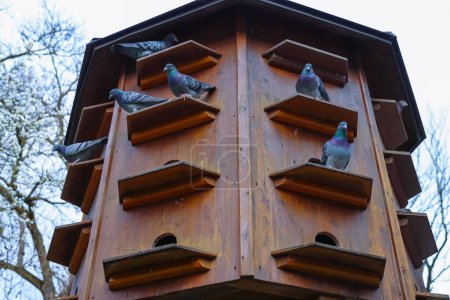 Taubenschlag im Park Würzburg, Bayern, Deutschland. Graue Tauben sitzen in den Regalen des Taubenhauses. Im Hintergrund der Frühlingshimmel. Kopierraum