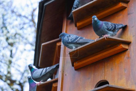Dovecote en el Parque de Wurzburg, Baviera, Alemania. Las palomas grises están sentadas en los estantes del palomar. Cielo de primavera en el fondo. Copiar espacio