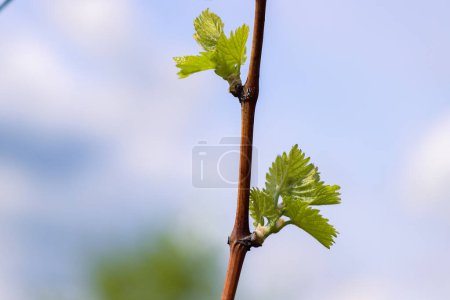 Closeup view of early Spring leaves and buds growth on Julius Spital Vines in Wuerzburg, Franconia, Bavaria, Germany. Bokeh. Selective focus. Copy Space. Background