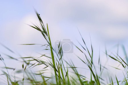 Wild grass spikes against cloudy sky with sunlight, low angle view perspective. Wild spikes in the meadow inflates the wind. Feather Grass. Europe, Germany, Bavaria. Copy Space. Selective focus