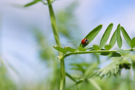 Ladybird on a sweet pea leaves. Blue cloudy sky background. Ladybug life. Spring Vetch plant on a wild meadow. Low angle view.  Copy space. Selective focus.