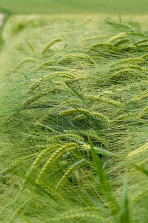 Photo for Field of green rye. Young green wheat. Late Spring, early Summer day. Close-up. Free space for text on a soft blurry sky background. - Royalty Free Image