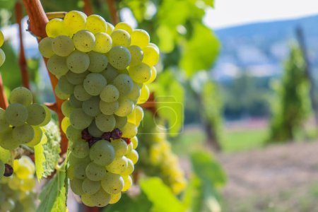 Photo for Close up of large white ripe grapes hanging on a branch. Sylvaner Grape farming. Big tasty green grape bunches. Vineyard vine hills on the background. Wurzburg, Bavaria, Germany. Selective Focus - Royalty Free Image