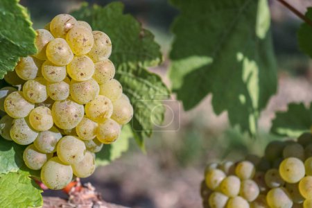 Photo for Gold grapes and Green leaves of Ripe white grape to make dry, semi-sweet, sweet, and sparkling white wines. Riesling wine, Sylvaner. Germany. Bavaria, Franconia. Selective focus - Royalty Free Image