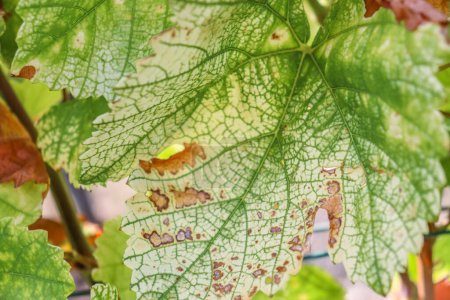 Photo for Close up of the ill damaged grape leaf. Detail of the Sick grape leaves in the wine garden on a summer day.  Yellow rust disease affects grape leaves. - Royalty Free Image