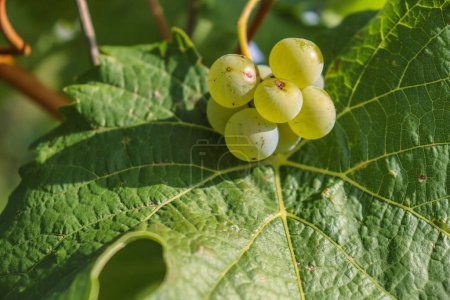 Small bunch of ripe white grapes on the green leaf background. Greenery pattern. Close-up of the few grape berries. Detail of the wine leaves.