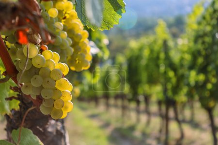 Photo for Wine grapes on cordon at vineyard before harvest. Close up of the big vine grapes bunch on a beautiful sunny day. Selective focus. Against the light. - Royalty Free Image