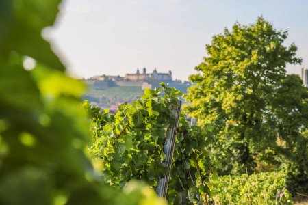 Hermosa vista desde el viñedo hasta la fortaleza de Marienberg en el fondo. Día de verano con cielo azul en Wurzburg, Baviera, Alemania. Colinas de vino. Copiar espacio. Enfoque selectivo.