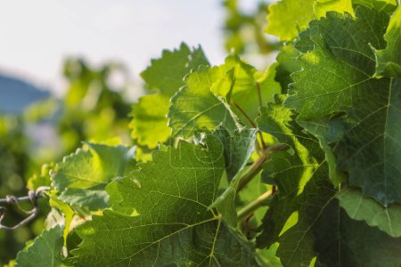 Photo for Vineyard in summer. Close-up of green Grape leaves in sunlight. Details of wine grape leaves on the blue sky background. Grape arch. Cultivation of home grapes. Copy Space. Selective focus - Royalty Free Image
