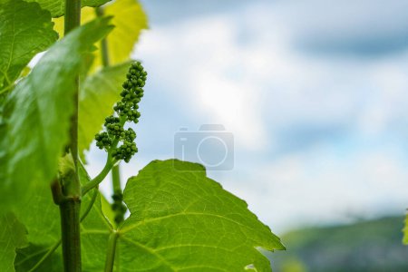 Newly formed bunches of baby Grapes. Green flowers of grape, the initial development of the grapes. Grape leaves on branch with tendrils with cloudy sky background. Germany. Wallpaper. Copy Space