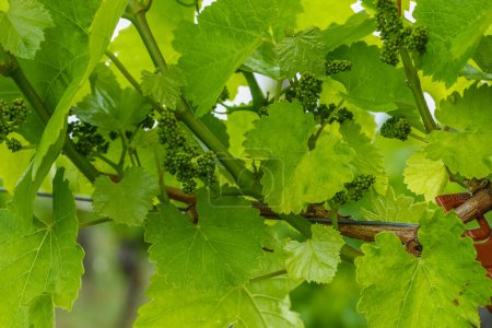 Der Weinberg im Frühling. Grüne Weinblätter mit Ranken und Weintrieben, die im Frühjahr wachsen. Weintraube in der Entstehungsphase. Traubenbeeren, die im Frühling an der Weinrebe wachsen.