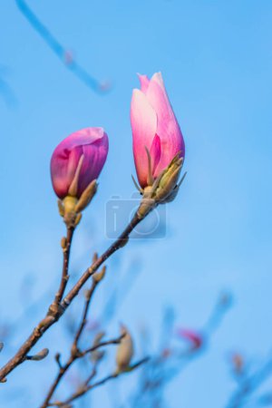 Photo for Closeup of Pink Chinese or saucer magnolia flower buds, Magnolia soulangeana against the blue sky. Magnolia branches. Copy space. - Royalty Free Image