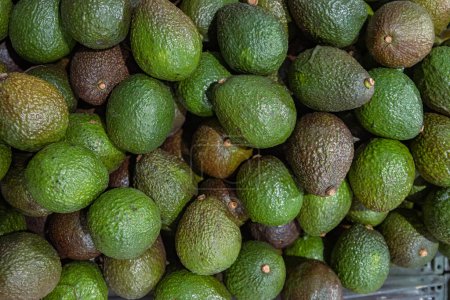 Stand with green and brown avocados in the food store. Top view. Avocado, alligator pear or avocado pear (Persea americana) is a medium-sized fruit of tree in the laurel family (Lauraceae).
