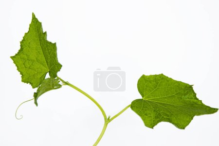 Photo for Close up of young green cucumber branch with stem, leaves, and tendrils, isolated on white background. Fresh organic Squash vegetable plant Growing in the greenhouse. Copy Space - Royalty Free Image