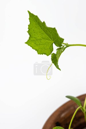 Baby-Gurken pflanzen Setzlinge in den braunen Tontopf, der im Gewächshaus wächst. Kürbissaat bereit zur Pflanzung. Sprossenzweig mit isolierten Blättern auf weißem Hintergrund. Nahaufnahme. Ansicht von oben. Kopierraum