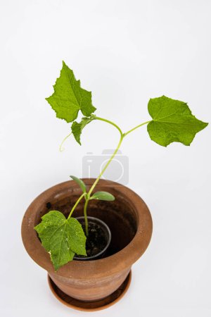 Photo for Baby cucumber plant seedlings in the brown clay pot growing in the greenhouse. Squash seedings ready to plant. Sprout branch with leaves isolated on white background. Close-up. Top view. Copy space - Royalty Free Image