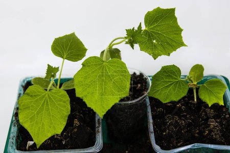 Photo for Close up of young green zucchini courgette and cucumber seedling sprouts growing in the plastic pots. Gardening hobby concept. Greenhouse life. Isolated on the white background. Copy Space - Royalty Free Image