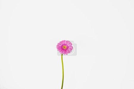 Photo for Close up of single beautiful pastel pink Gerber flower isolated on the white wall background. Minimalistic and simple aesthetic holiday celebration concept. Side view. Copy space. - Royalty Free Image