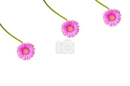 Photo for Close up of single beautiful pastel pink Gerber flower isolated on the white wall background. Minimalistic and simple aesthetic holiday celebration concept. Side view. Copy space. - Royalty Free Image