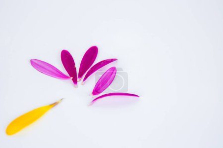 Photo for Fallen petals. Hot pink, yellow lobes of African daisy gerbera flower isolated on white background with beautiful shadow reflection. Creative layout. High resolution. Selective focus. Copy space - Royalty Free Image