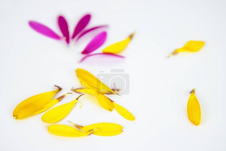 Gefallene Blütenblätter von Ringelblumen isoliert auf weißem Hintergrund. Ringelblumen. Heiß rosa, gelbe Blüten afrikanischer Gänseblümchen-Gerbera. Einfaches, minimalistisches Design. Selektiver Fokus. Kopierraum