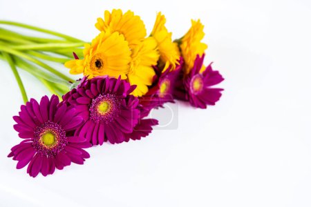 Cropped detail of Bouquet of purple and yellow gerberas laying and  isolated on white background. Simple design concept for banner, card, poster, ads. Close-up. Copy space. Selective focus.